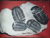 藏品(彩藝傳真布像)的圖片